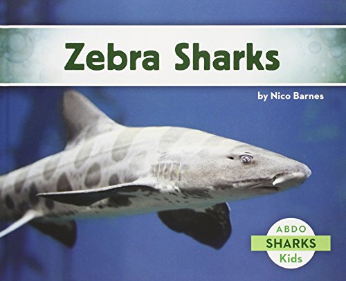 9781629700694: Zebra Sharks (Sharks (Abdo Kids))