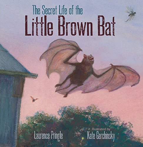 Beispielbild fr The Secret Life of the Little Brown Bat zum Verkauf von Dream Books Co.