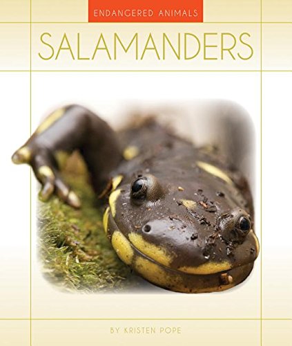 9781631439711: Salamanders (Endangered Animals)
