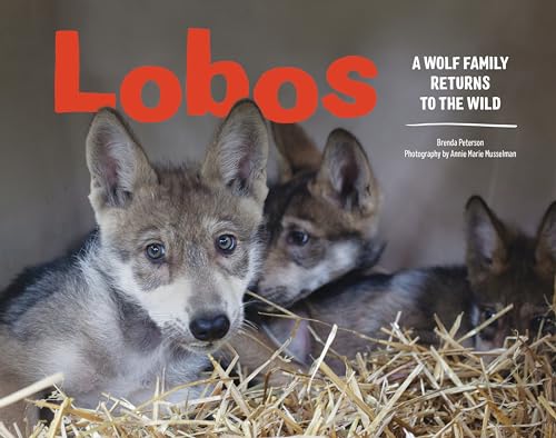 Stock image for Lobos: A Wolf Family Returns to the Wild for sale by Seattle Goodwill