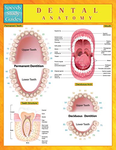 Imagen de archivo de Dental Anatomy (Speedy Study Guides) a la venta por HPB-Diamond