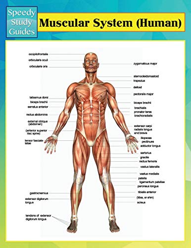 9781634286480: Muscular System (Human) (Speedy Study Guides)