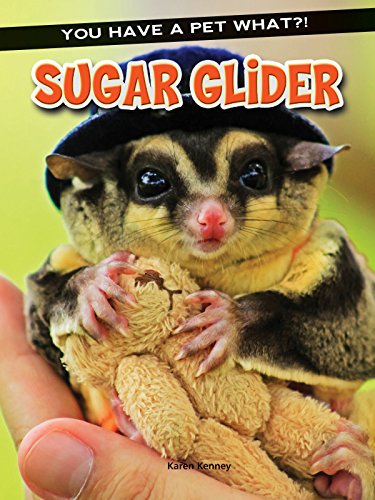 Stock image for Sugar Glider (You Have a Pet What?!) for sale by Jenson Books Inc