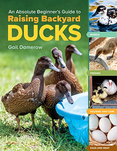 Imagen de archivo de An Absolute Beginners Guide to Raising Backyard Ducks: Breeds, Feeding, Housing and Care, Eggs and Meat a la venta por Bookoutlet1
