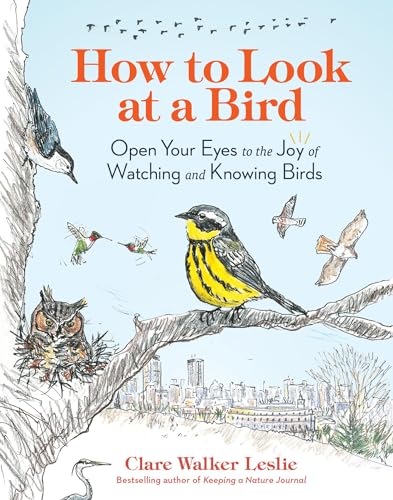 Stock image for How to Look at a Bird: Open Your Eyes to the Joy of Watching and Knowing Birds for sale by Bookoutlet1