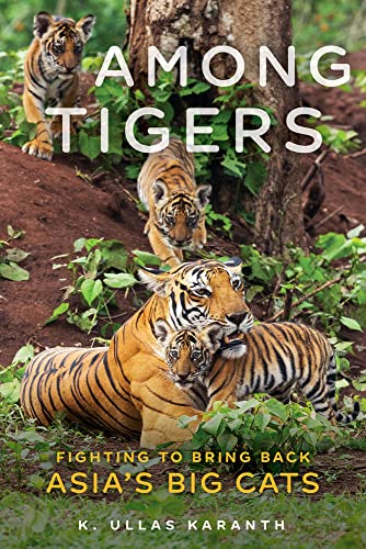 Stock image for Among Tigers: Fighting to Bring Back Asia's Big Cats for sale by Books Unplugged