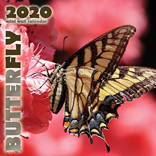 Stock image for Butterfly 2020 Mini Wall Calendar for sale by Ergodebooks