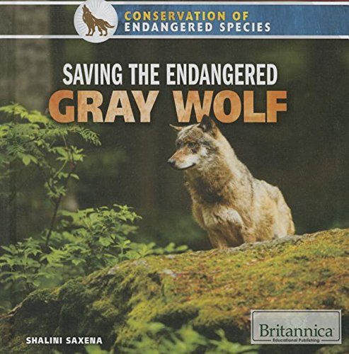 Stock image for Saving the Endangered Gray Wolf for sale by Better World Books: West