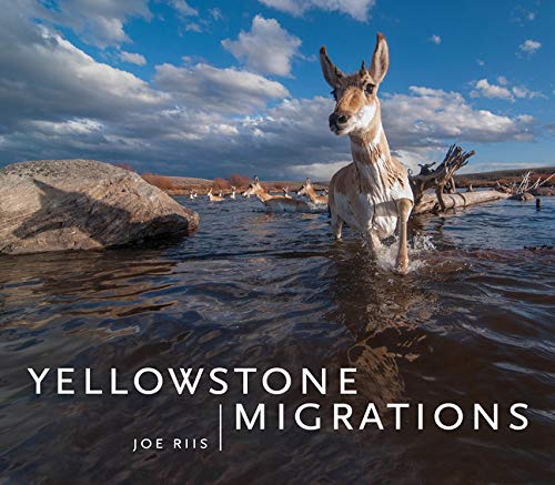 Stock image for Yellowstone Migrations for sale by Books From California