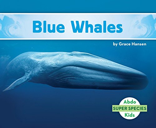 9781680805420: Blue Whales