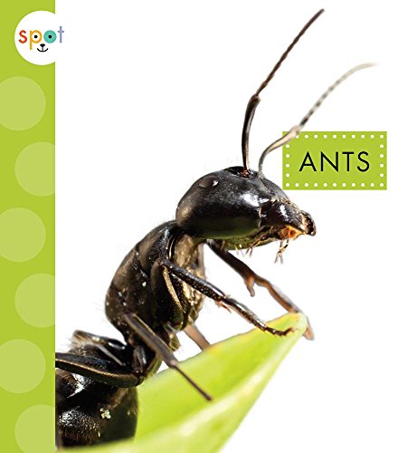 Beispielbild fr Ants zum Verkauf von Better World Books
