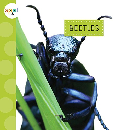 Beispielbild fr Beetles zum Verkauf von ThriftBooks-Dallas