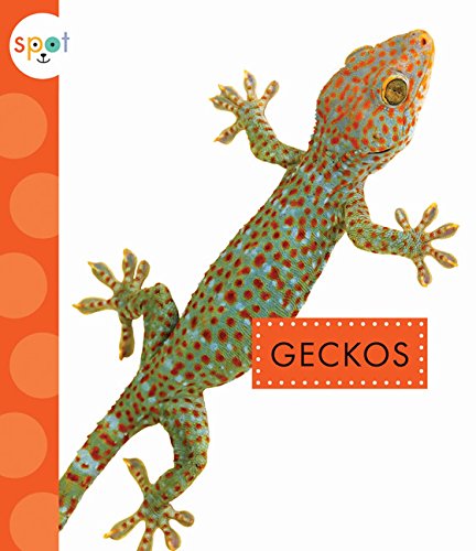 Stock image for Geckos for sale by Russell Books