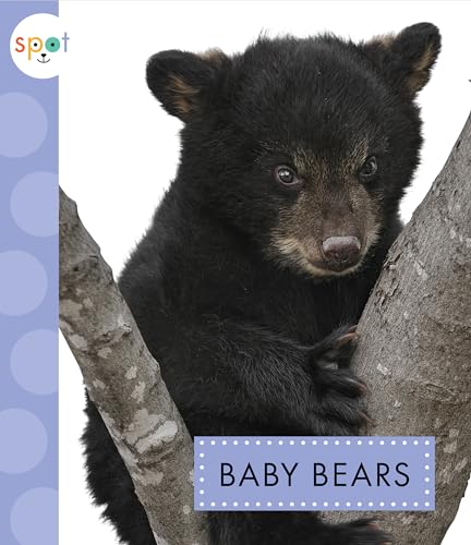 9781681522500: Baby Bears (Spot Baby Animals)