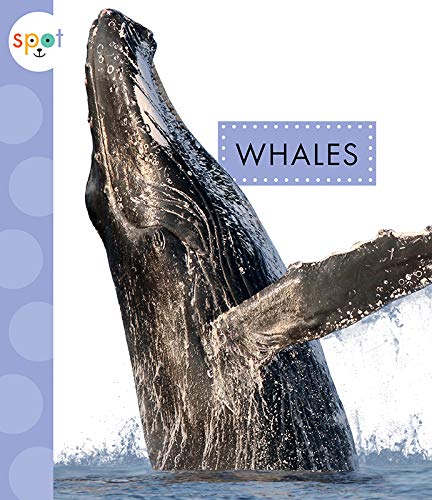 9781681524214: Whales (Spot Ocean Animals)