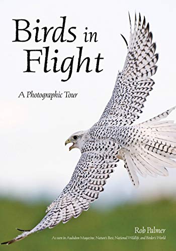 Stock image for Birds in Flight: A Photographic Essay of Hawks, Ducks, Eagles, Owls, Hummingbirds, & More for sale by SecondSale