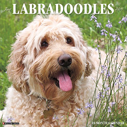 9781682341346: Just Labradoodles 2017 Wall Calendar (Dog Breed Calendars)
