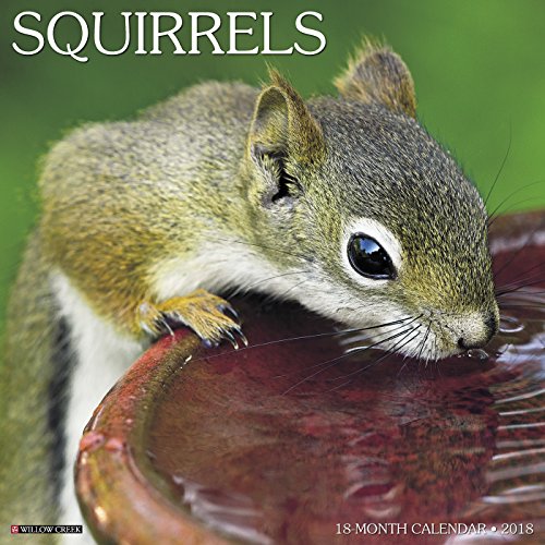 2018 Squirrels Wall Calendar By Willow Creek Press Willow