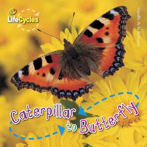 9781682970287: Caterpillar To Butterfly (LifeCycles)