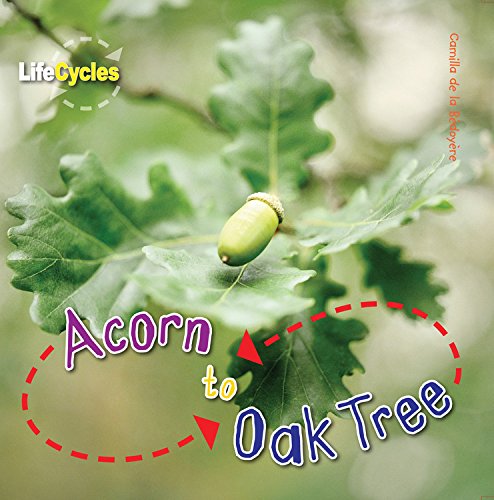 Stock image for Acorn to Oak Tree (LifeCycles) for sale by SecondSale