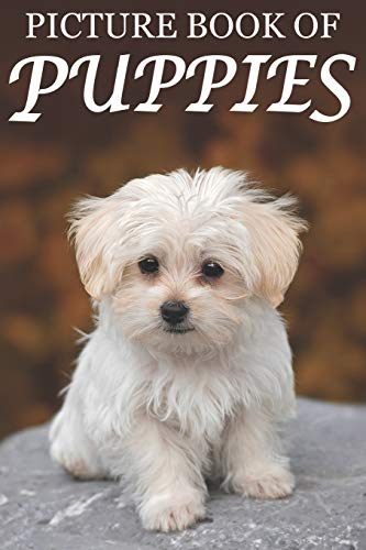 Stock image for Picture Book of Puppies: Picture Book of Puppies: For Seniors with Dementia [Cute Picture Books] (Picture Books of Animals for People with Dimentia) for sale by BooksRun
