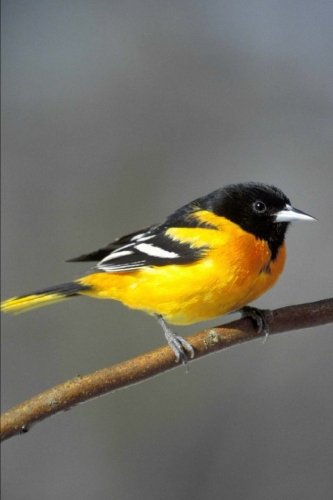 Stock image for Baltimore Oriole, Bird Journal: (Baltimore Oriole Notebook, Birds, Orioles, Composition Book, Journals, Log Book, Diary, Creative Writing, Poetry, 6 x 9, Medium, Ruled): Volume 9 for sale by Revaluation Books