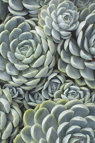 Stock image for Succulents Notebook for sale by Revaluation Books