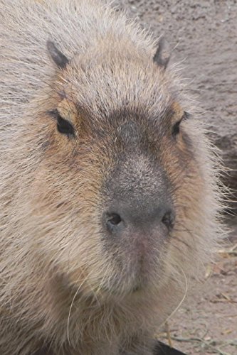 Beispielbild fr Say Hello to the Capybara Journal: 150 page lined notebook/diary zum Verkauf von Buchpark