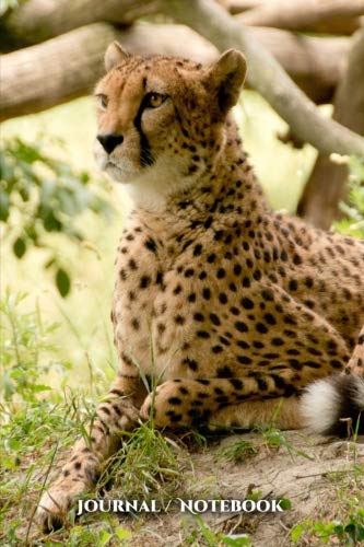 9781724537607: Journal / Notebook: Africa, Cheetah, Safari