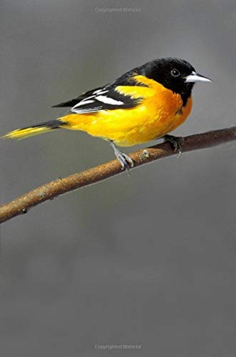 Stock image for Baltimore Oriole: Bird Watcher - Composition Notebook Journal Diary, College Ruled, 150 pages for sale by Revaluation Books