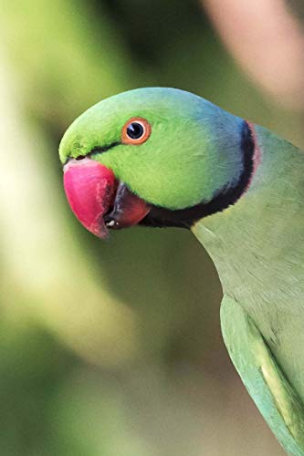 Beispielbild fr Rose-ringed Parakeet (Psittacula Krameri) Bird Journal: 150 page lined notebook/diary zum Verkauf von Buchpark