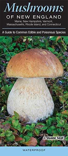 Beispielbild fr Mushrooms of New England Maine, New Hampshire, Vermont, Massachusetts, Rhode Island, and Connecticut, A Guide to Common Edible and Poisonous Species zum Verkauf von GF Books, Inc.