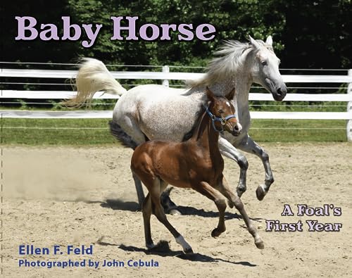 Beispielbild fr Baby Horse: A Foal's First Year zum Verkauf von Decluttr