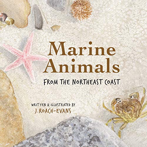 Stock image for Marine Animals: from the Northeast Coast for sale by GF Books, Inc.