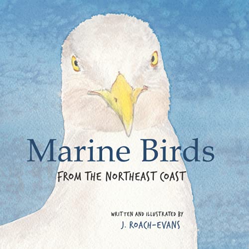 Imagen de archivo de Marine Birds: from the Northeast Coast a la venta por GreatBookPrices