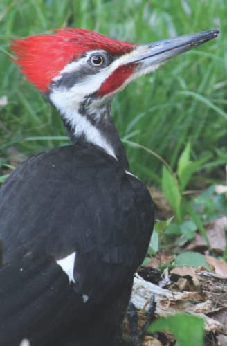 9781737352006: Wildlife Journal Woodpecker (W. F. Bloom Journals)
