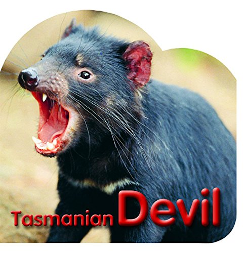 9781740214124: Tasmanian Devil [Board book]