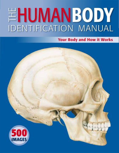 Beispielbild fr Human Body Identification Manual: Your Body and How it Works zum Verkauf von WorldofBooks