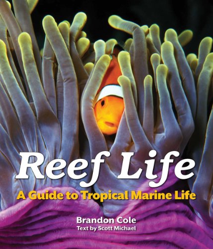 Stock image for Reef Life: A Guide to Tropical Marine Life for sale by Goodwill Books