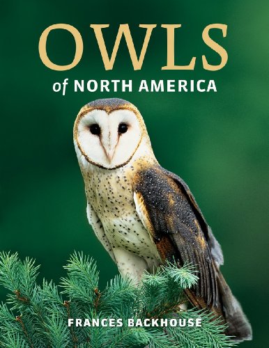 Stock image for Owls of North America for sale by ThriftBooks-Dallas