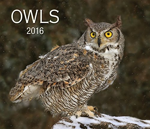 9781770855380: Owls 2016 Calendar