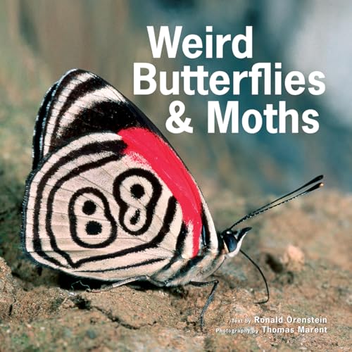 Stock image for Weird Butterflies and Moths for sale by HPB Inc.