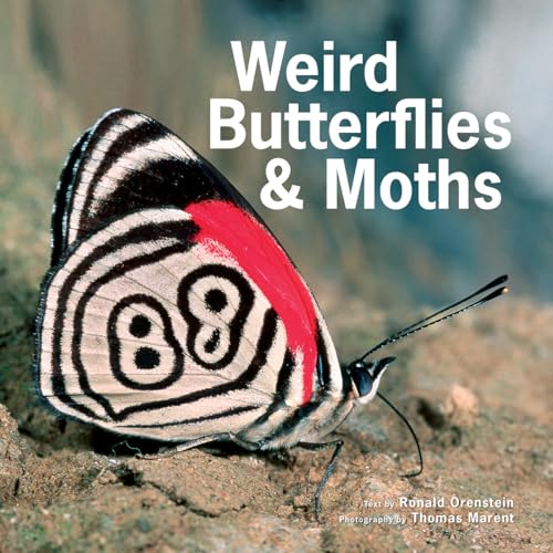 Stock image for Weird Butterflies and Moths for sale by Jenson Books Inc