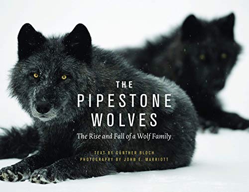 Beispielbild fr The Pipestone Wolves: The Rise and Fall of a Wolf Family zum Verkauf von Lower Beverley Better Books