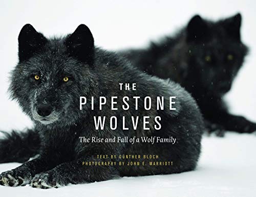 Stock image for The Pipestone Wolves: The Rise and Fall of a Wolf Family for sale by Lower Beverley Better Books