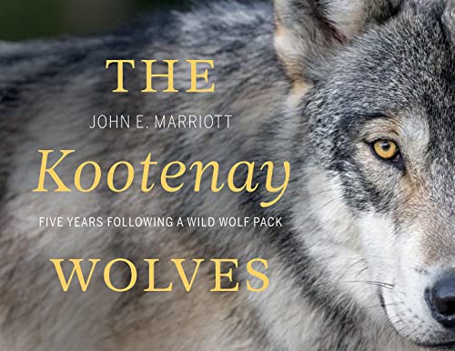 Stock image for The Kootenay Wolves: Five Years Following a Wild Wolf Pack for sale by Recycle Bookstore