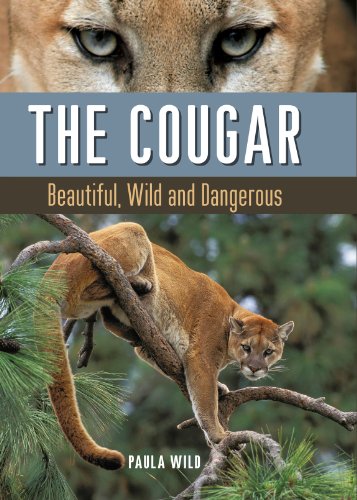 Stock image for The Cougar: Beautiful, Wild and Dangerous for sale by SecondSale