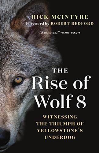 Stock image for The Rise of Wolf 8 : Witnessing the Triumph of Yellowstone's Underdog for sale by Better World Books