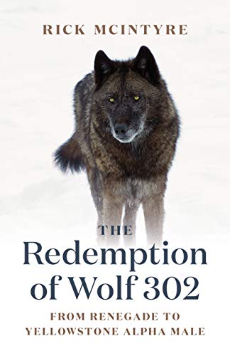 Imagen de archivo de The Redemption of Wolf 302: From Renegade to Yellowstone Alpha Male (The Alpha Wolves of Yellowstone, 3) a la venta por HPB Inc.