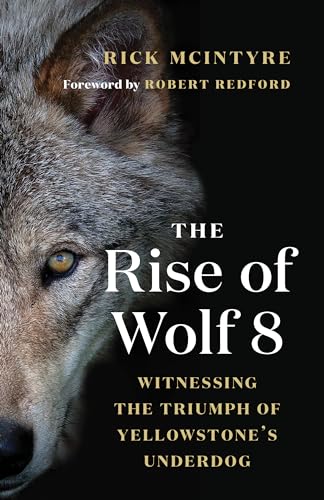 Stock image for The Rise of Wolf 8 : Witnessing the Triumph of Yellowstone's Underdog for sale by Better World Books